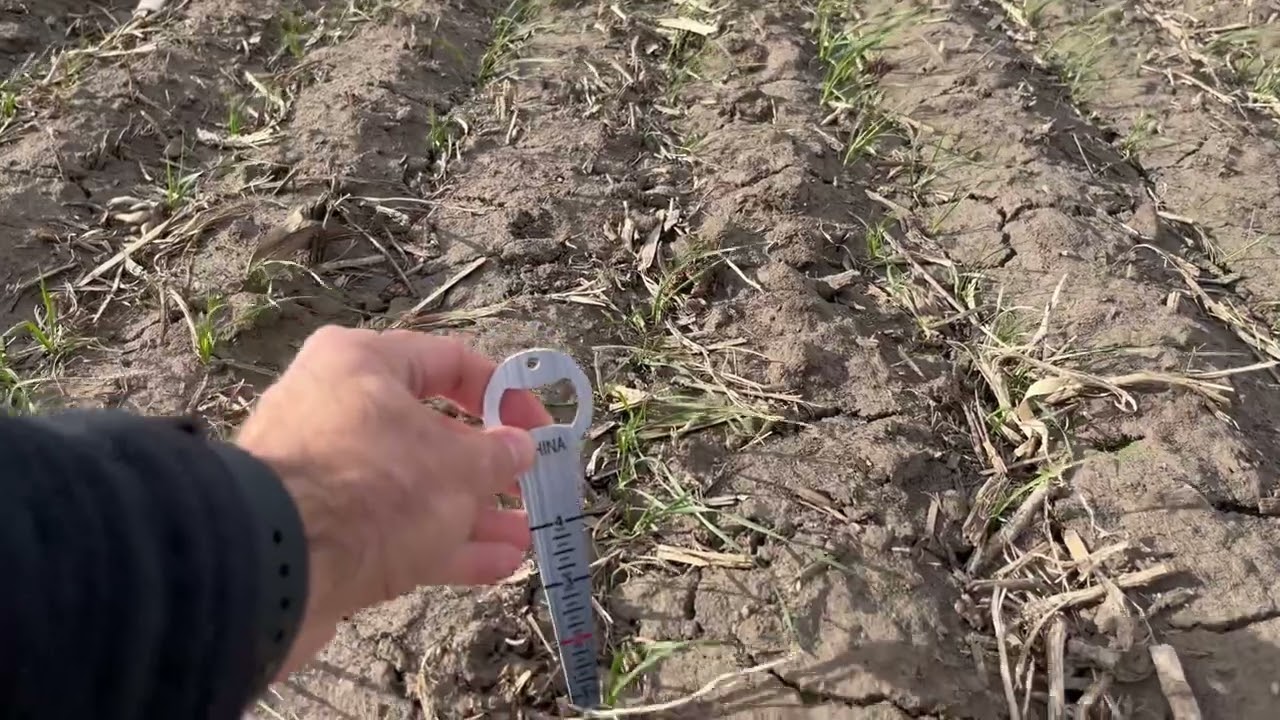 Cereal Rye vs Wheat