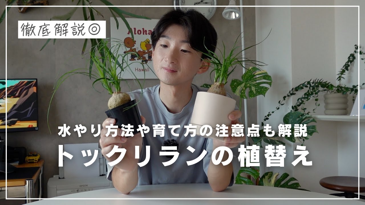 【初心者必見】トックリランの上手な育て方と失敗しない植替え方法