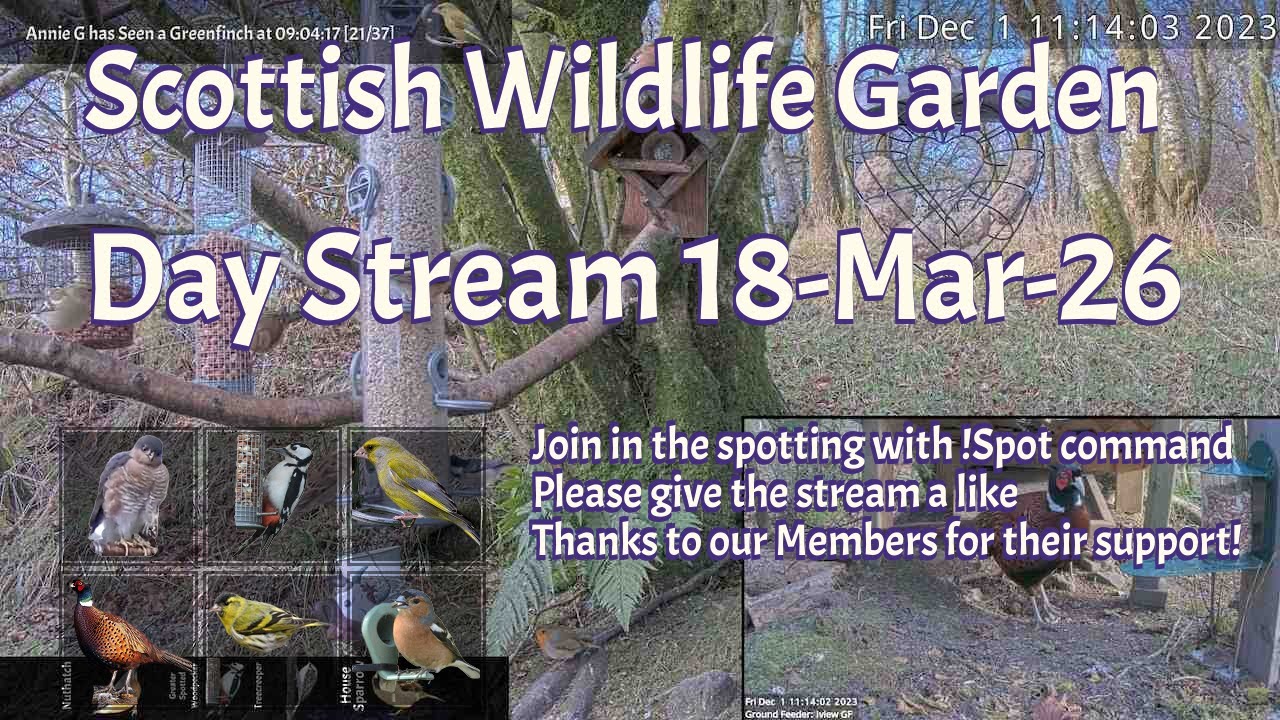 LIVE 🔴 Bird Feeders, Wildlife Cameras Scotland UK from Scottish Wildlife Garden