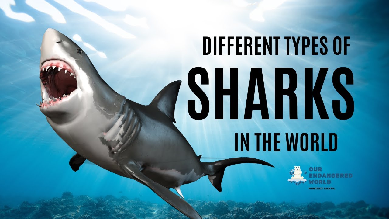 Different Types of Sharks in the World [4K UHD]