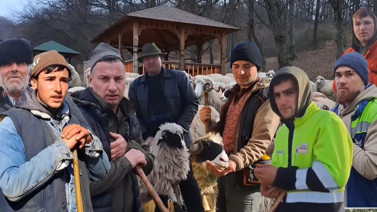 UN TUR PE LA 10 TURME DE OI CU 9 CIOBANI ȘI O CIOBĂNIȚĂ