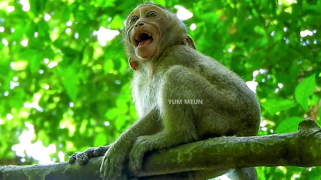Little monkey calls its mother from the tree, mother probably doesn`t come.