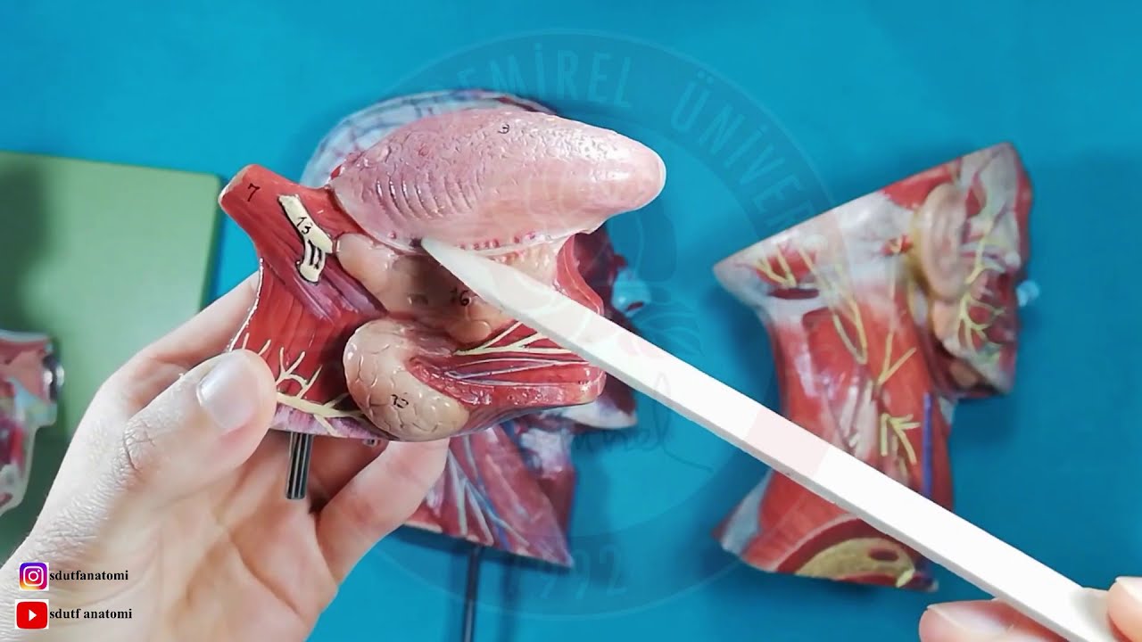 Tükürük Bezleri Anatomisi