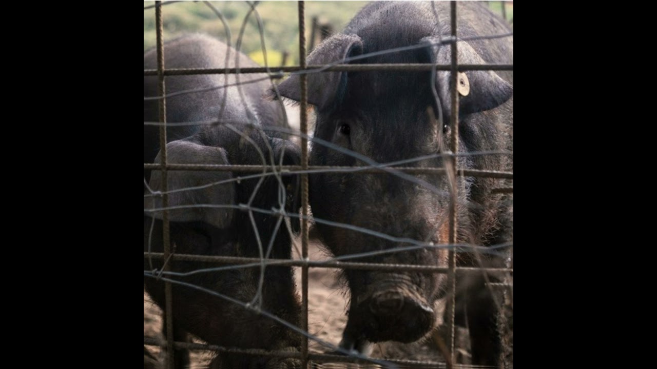 Cotizaciones a 20 de octubre de 2025 de la mesa de porcino ibérico de Sevilla