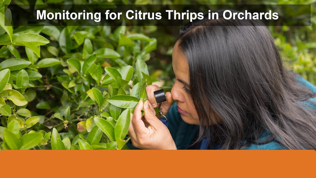 Monitoring for Citrus Thrips in Orchards