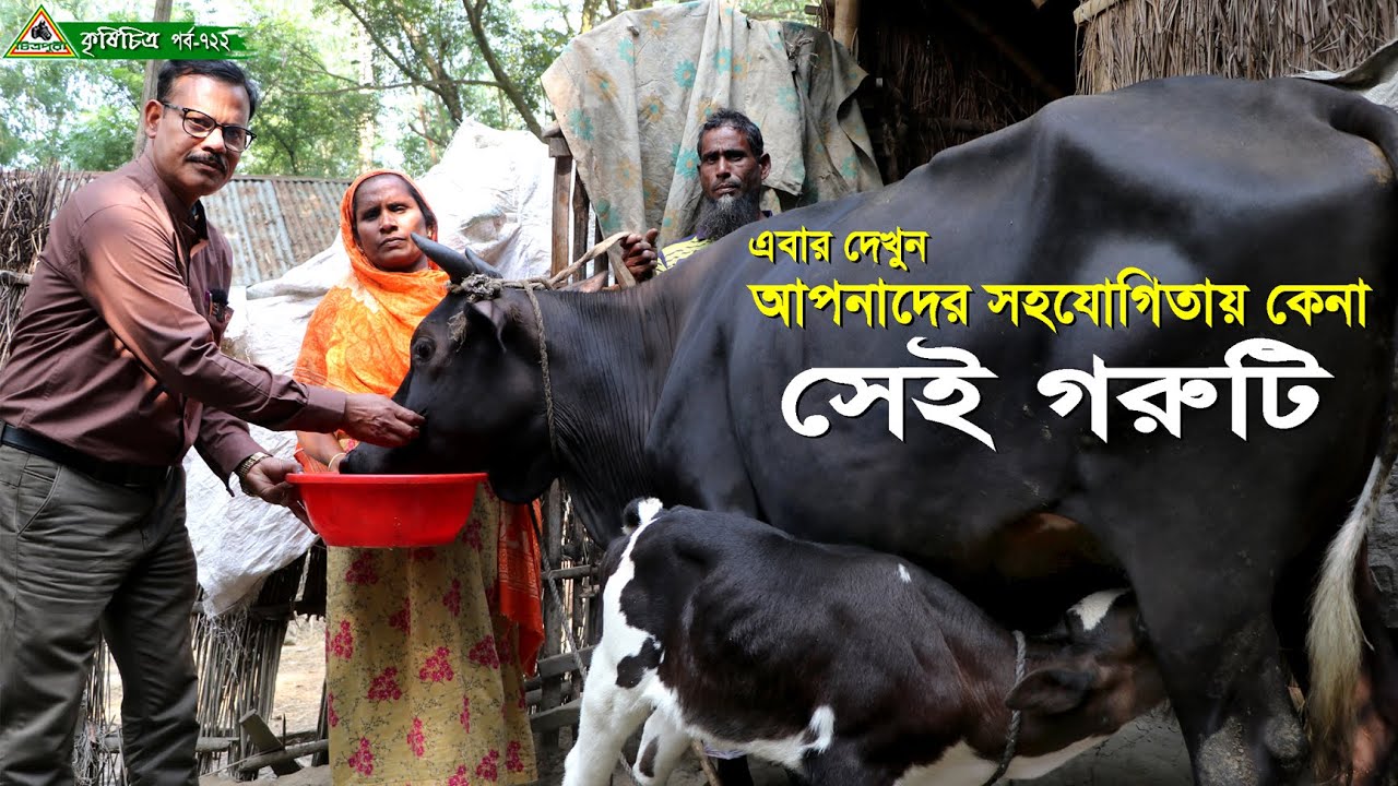 723-এবার দেখুন আপনাদের সহযোগিতায় কেনা তফিজ উদ্দিনের সেই বকনা গরু   R.I.Manik Chitrapuri Krishichitra