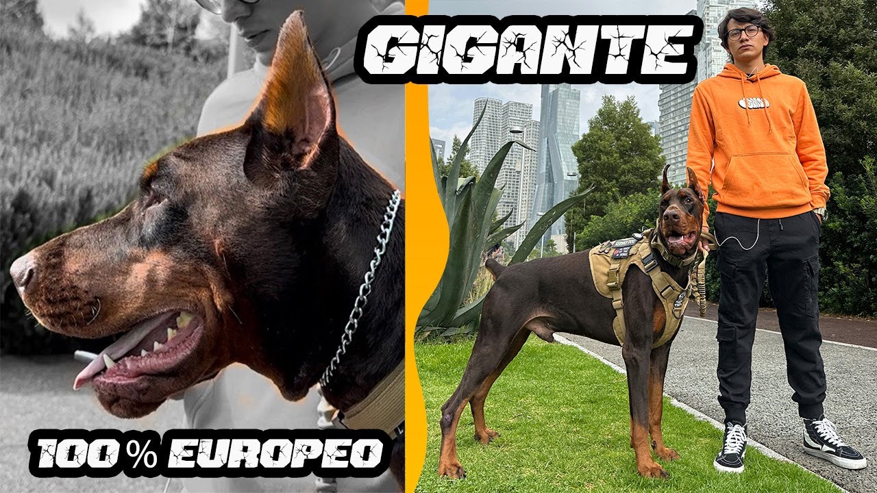 este ENORME DOBERMAN viene desde ¡UCRANIA!