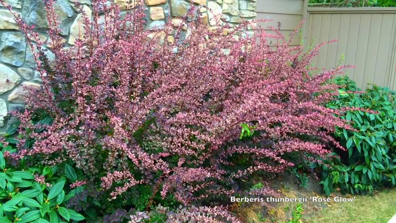 Berberis thunbergii atropurpurea 'Rose Glow'