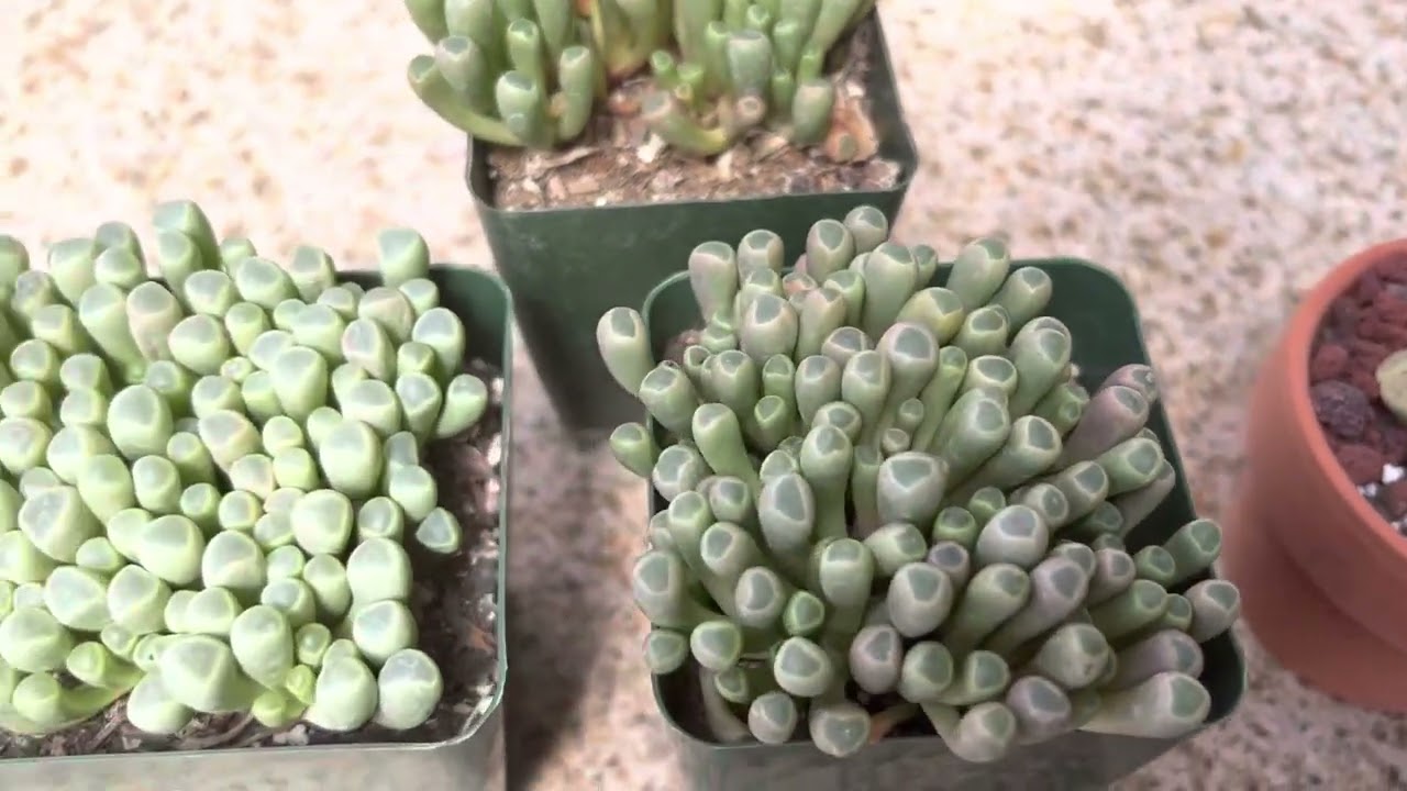 Care guide for Fenestraria rhopalophylla “Baby Toes” and Lithops 