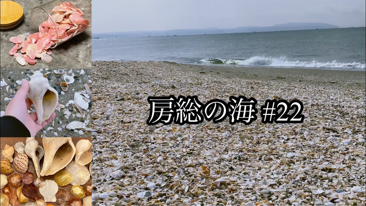 房総の海#22 春の海で桜貝/テングニシを拾う/ナミマガシワ/ナデシコガイ/癒し/幸せな時間