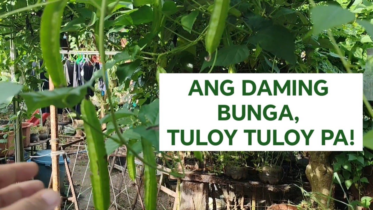 SIKRETO PARA HITIK SA BUNGA ang Sigarilyas O Winged Beans