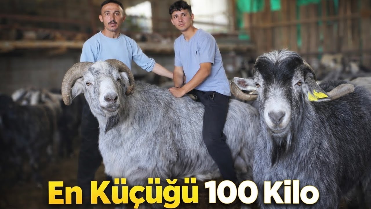 KURBANLIK BÜYÜK HAYVANLAR - SİMENTAL DANALAR HEPSİ BU ÇİFTLİKTE ‼️