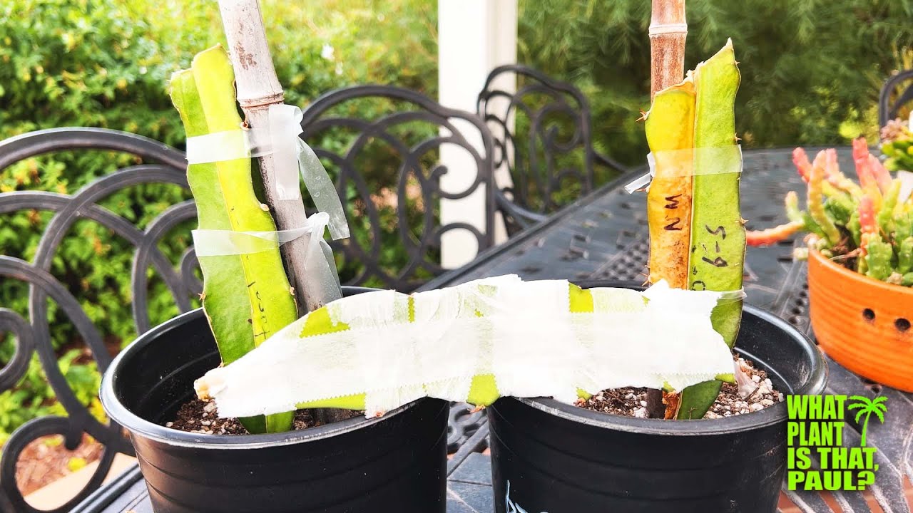 DRAGON FRUIT Somatic Fusion Update / Will this AMAZING GRAFT be Successful / GARAGE GROWING STATION