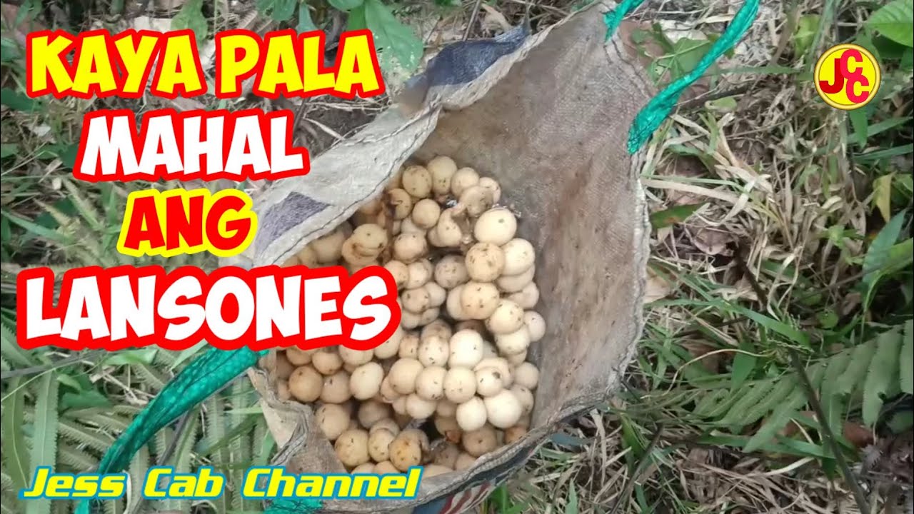 SUMAMA AKONG MAMITAS NG LANSONES  |  Jess Cab Channel  |  Part Two