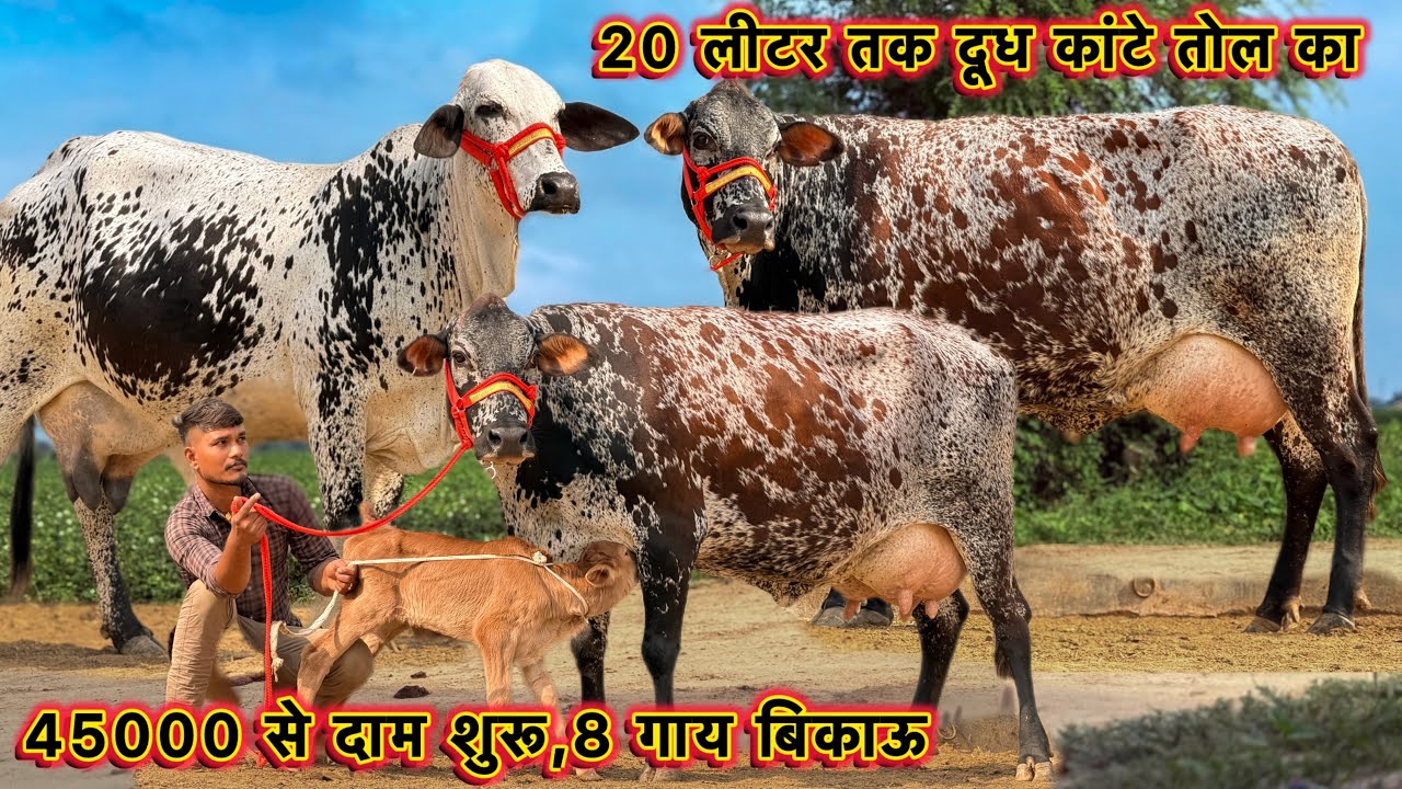 45000 से दाम शुरू,20 लीटर तक दूध कांटे तोलने वाला👌8 गाय बिकाऊ👌Top Cross Breed And Desi Cows For Sale