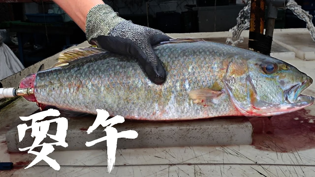 石城漁港活締藍笛鯛，現場放血熟成9日生魚片。