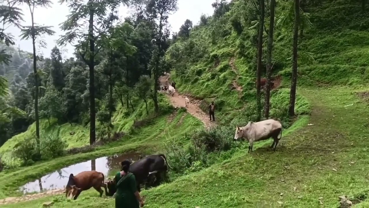 Bull fighting 