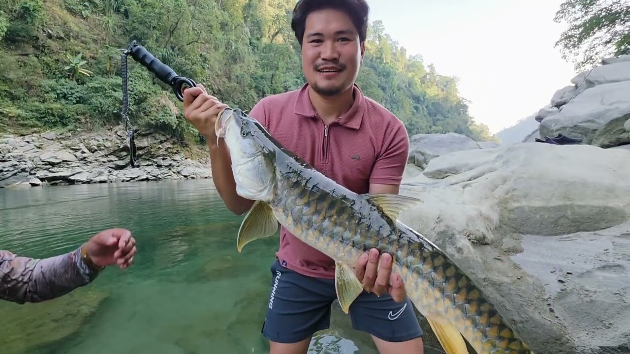 Tiger of river golden masheer catch n release