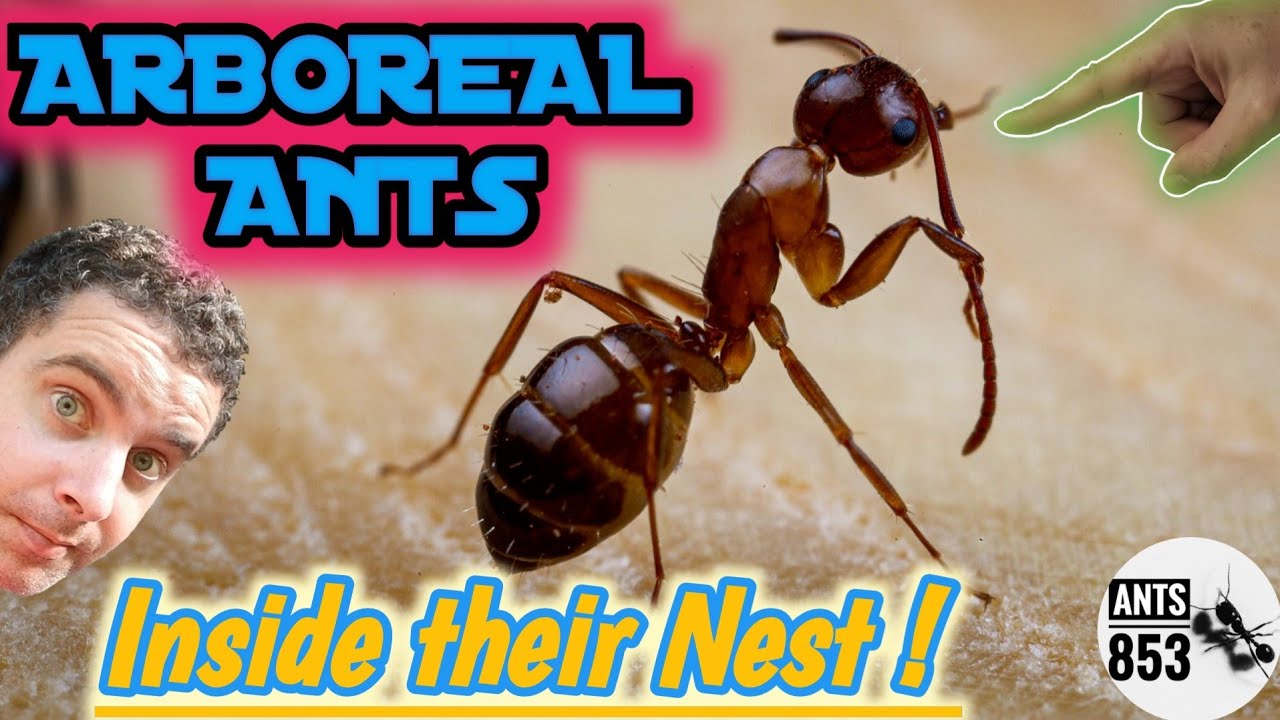 Arboreal Ants, Going Inside their Nest | Camponotus lighti | Ant Keeping Season 2020 Week 10