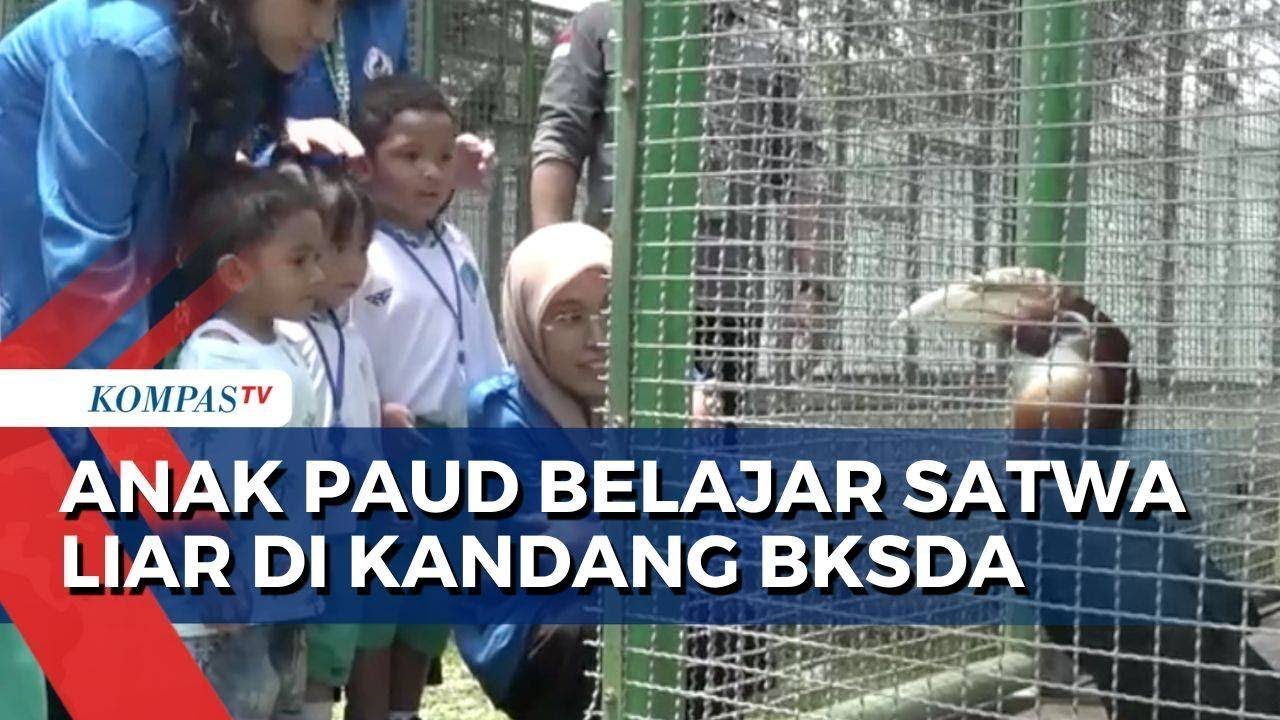 Anak PAUD Belajar Pengenalan Satwa Liar Bersama BKSDA Maluku