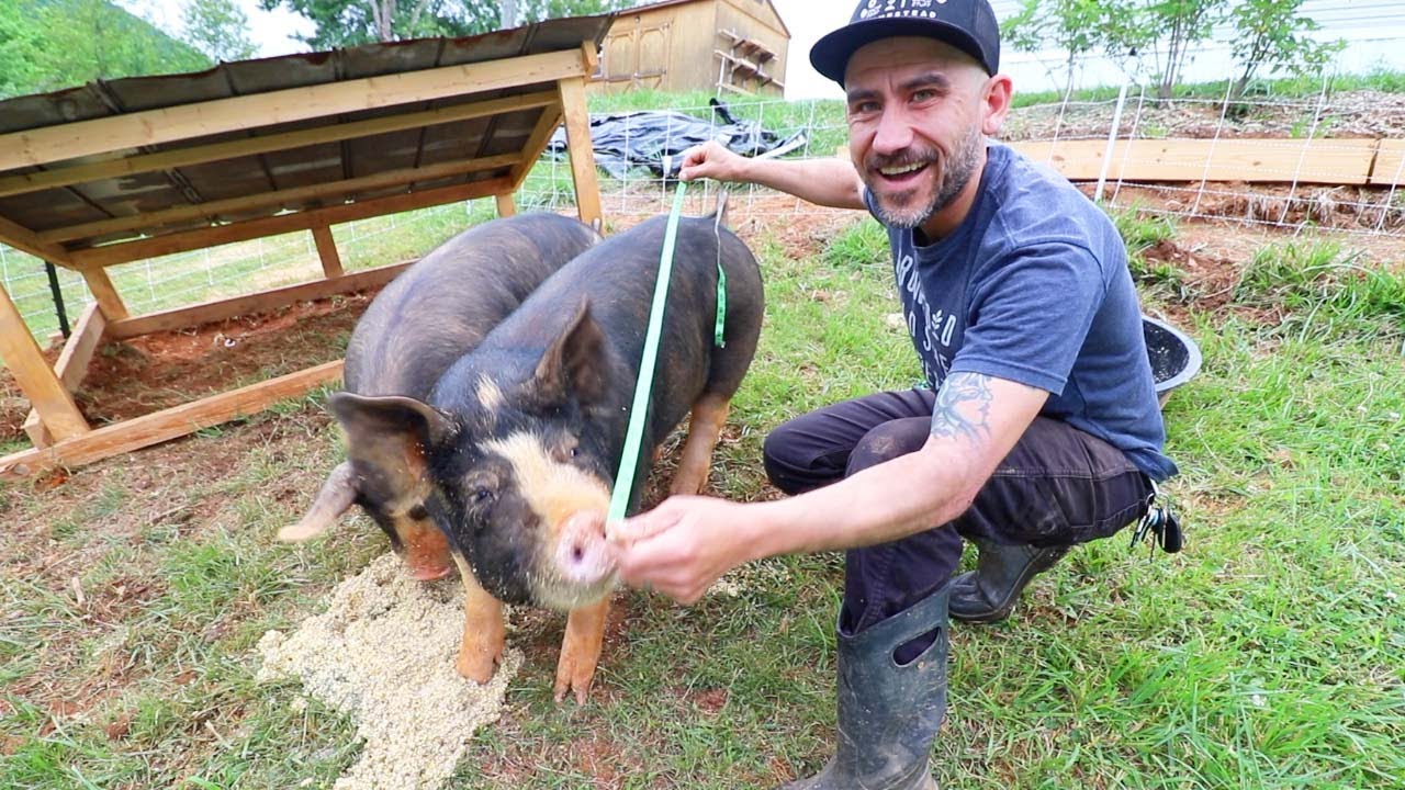How much do my PIGS WEIGH (6 months) VLOG
