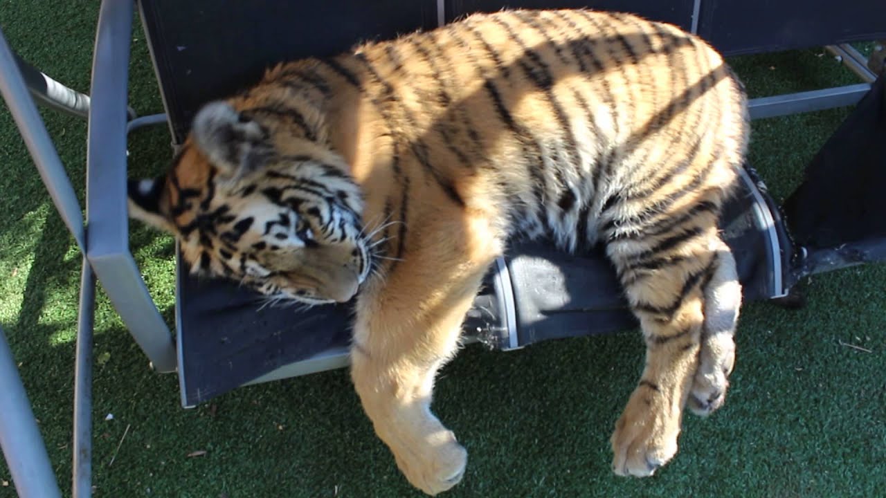 Tiger with hurt paw relaxing on the swing !