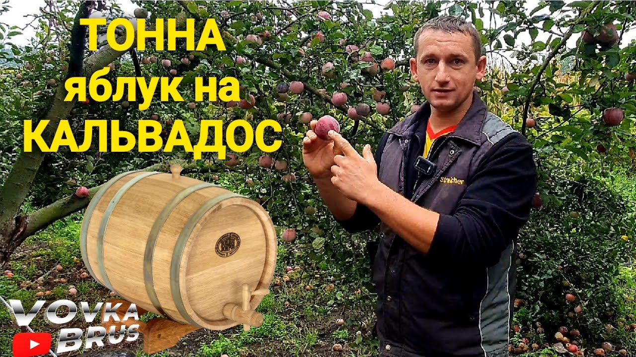 🇺🇦Так зароджується по-справжньому цінний яблучний БРЕНДІ🇺🇦
