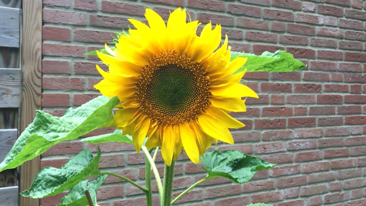 Zonnebloemen zaaien in pot: zo doe je dat