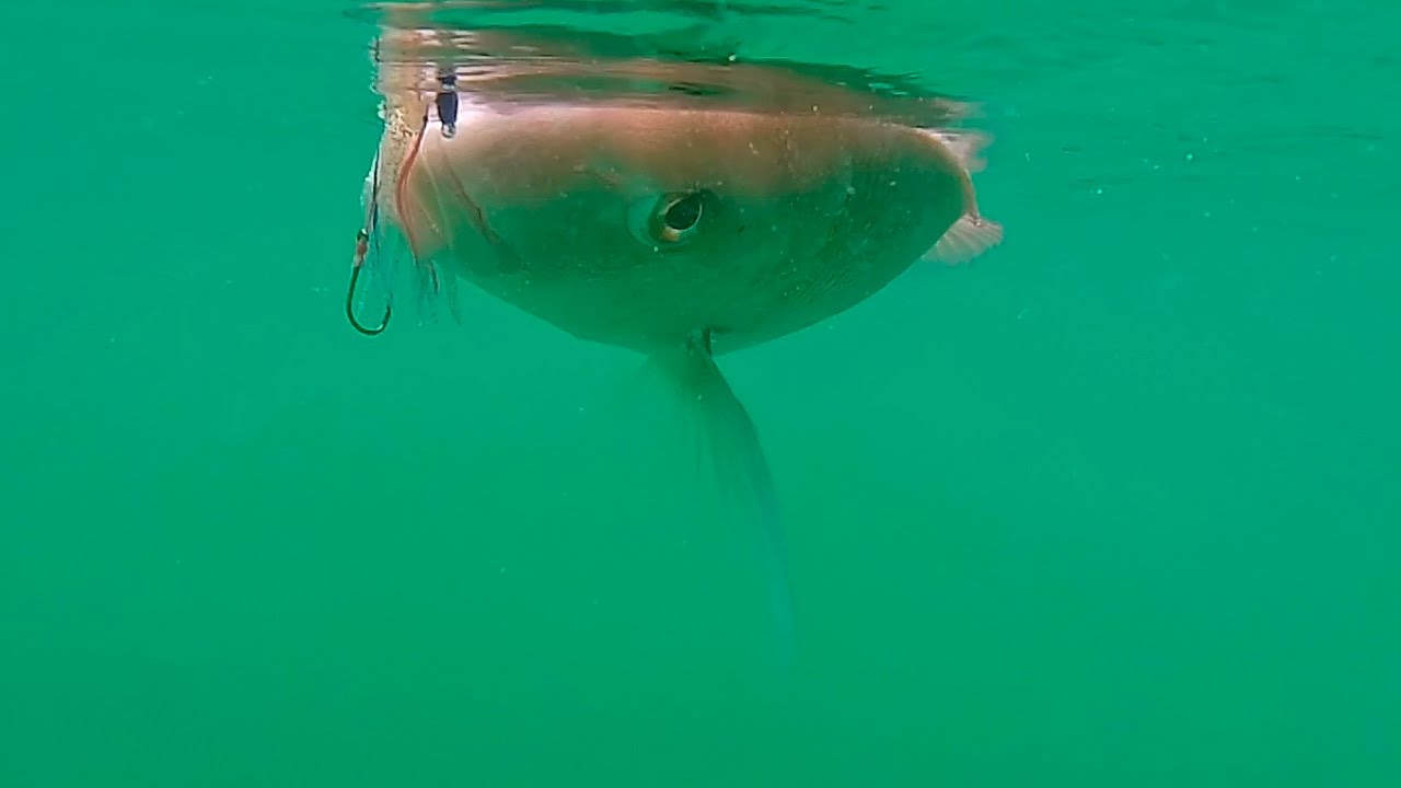 SharkerZ Fishing Videos - 18th and 24th Feb 2017 - Coromandel NZ HD