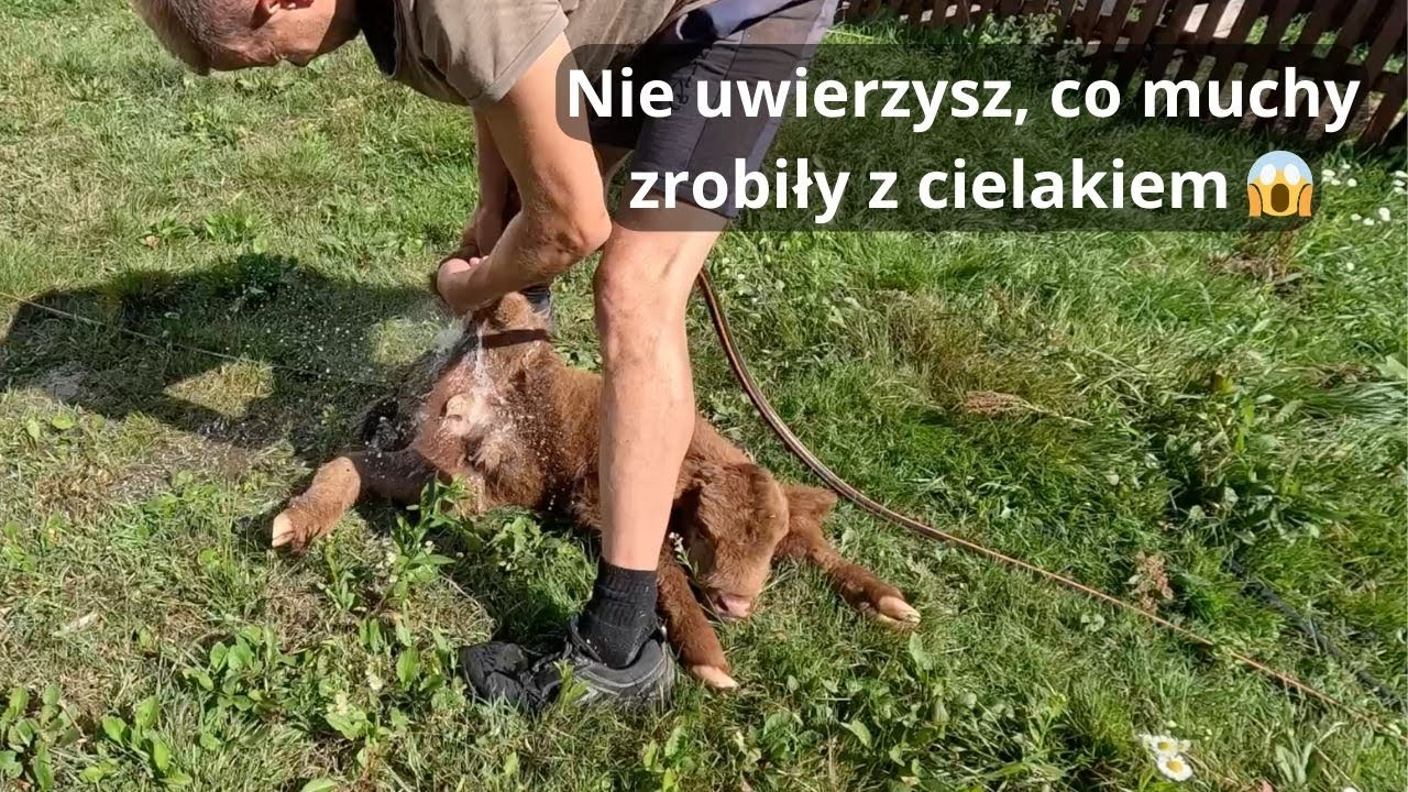Atak much na nowo narodzone zwierzę – jak reagować?