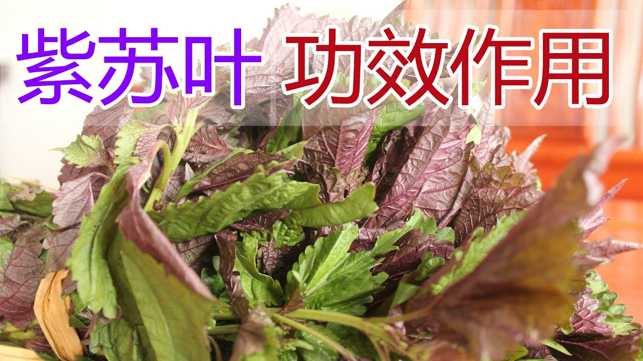 紫苏叶的功效和作用，紫苏叶泡水喝的功效,紫苏叶食用禁忌
