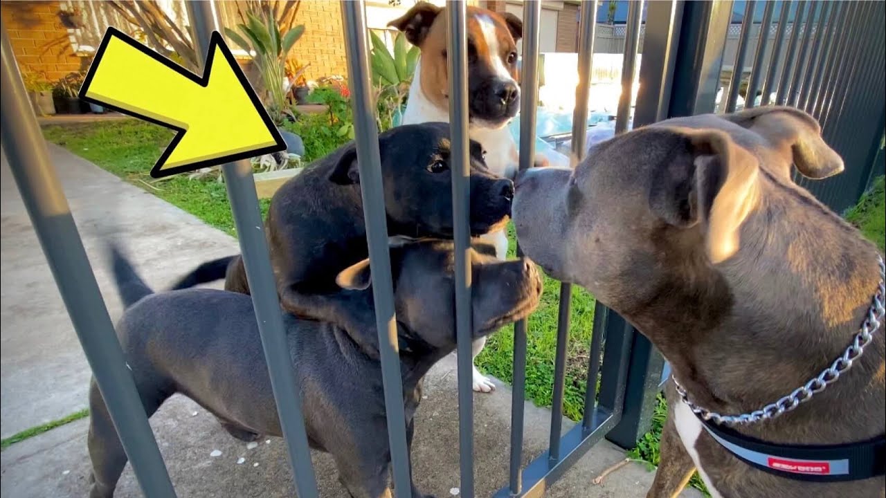 My American Staffy Meets 3 English Staffies!