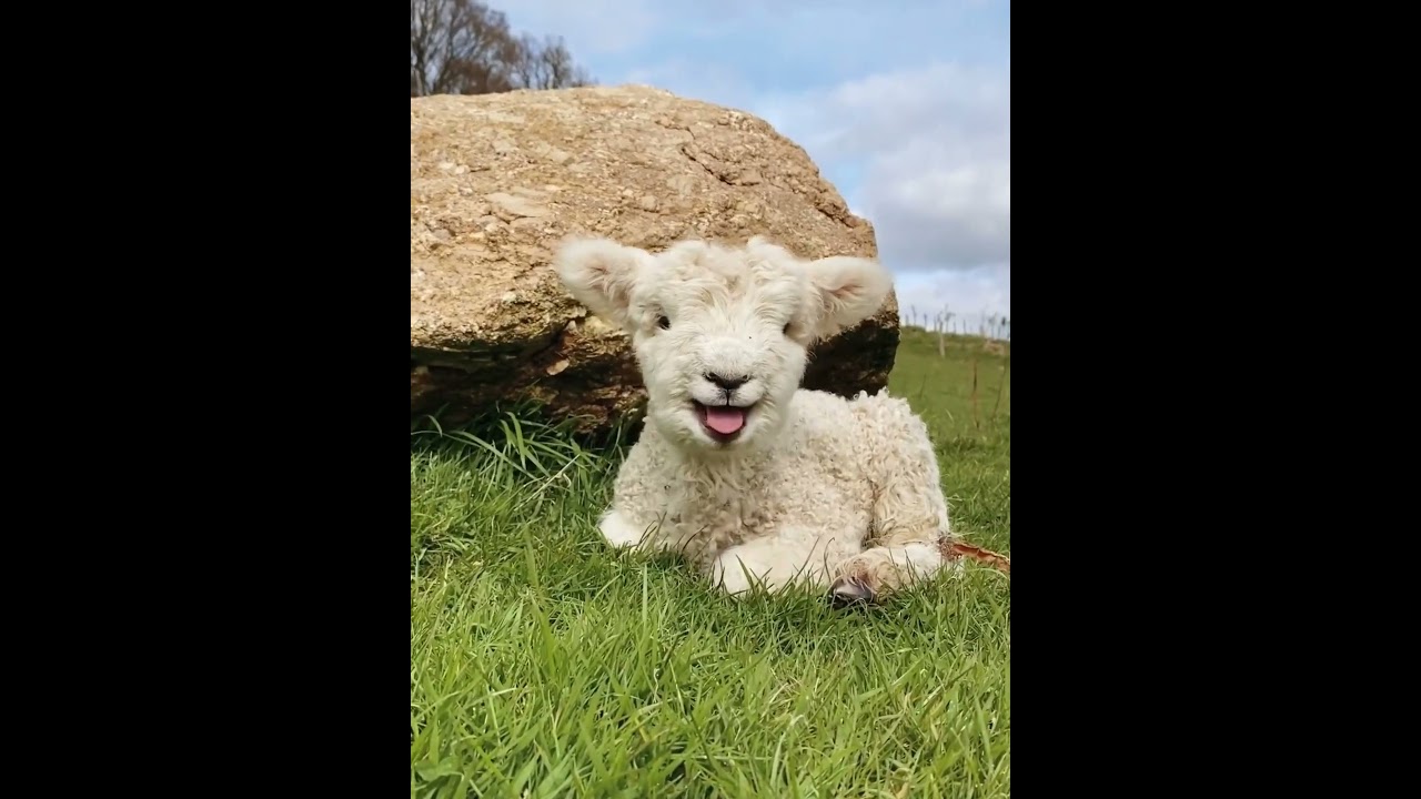 The little lamb is really cute #babylamb #cuteanimal #animals #lambs #cutefarmanimal #cute