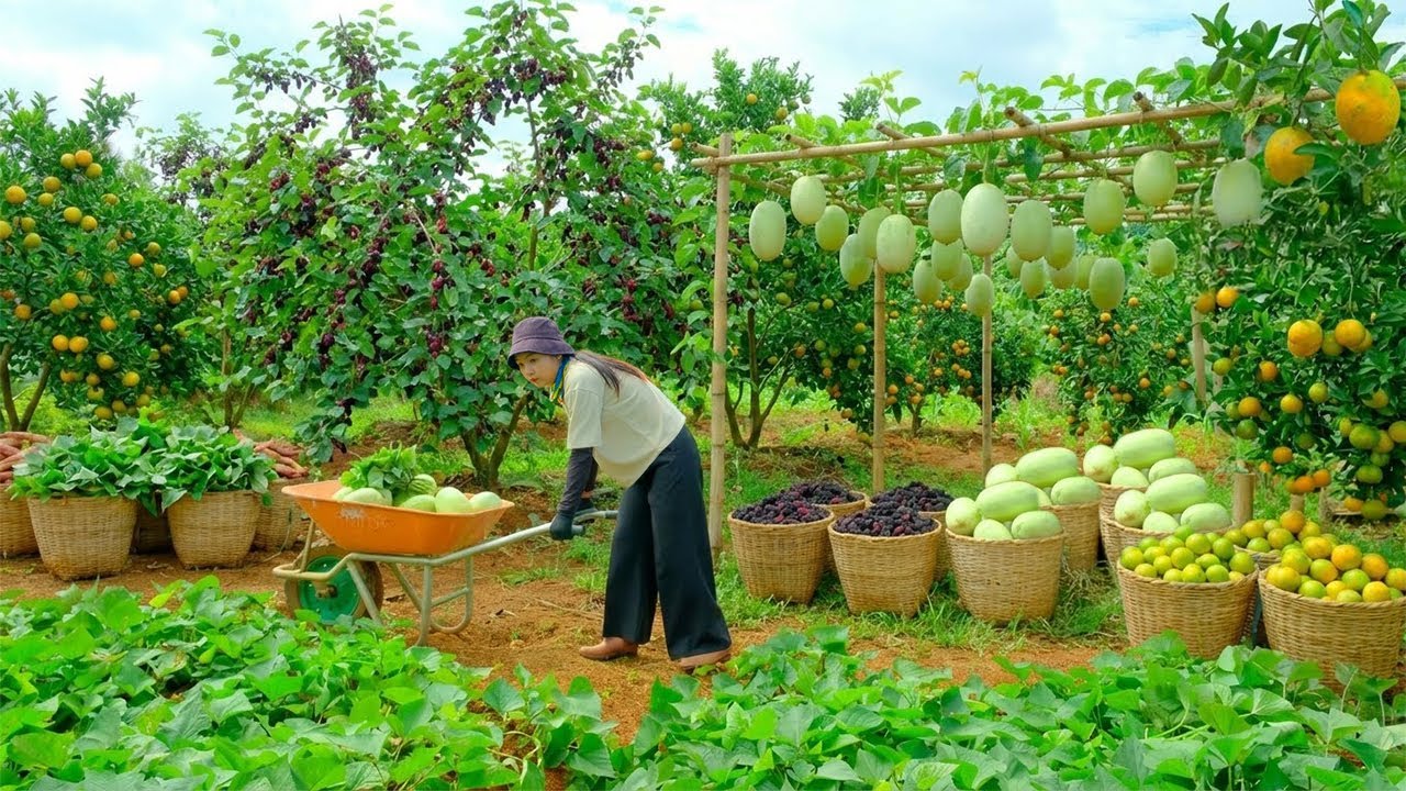 Relax With Harvest: Cantaloupe, Mulberries, Oranges, Sugarcane, Young Bananas, Noni, Pink Mangoes...