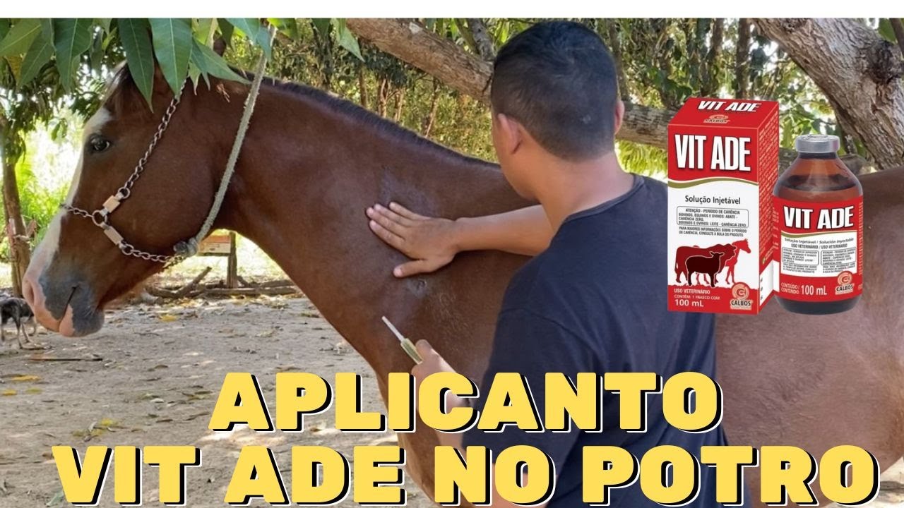 APLICANDO ADE EM MEU POTRO DE 3 ANOS (VIT ADE)