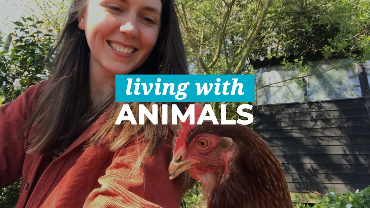What It's Like Living With Rescue Chickens! | THL UK Living with Animals