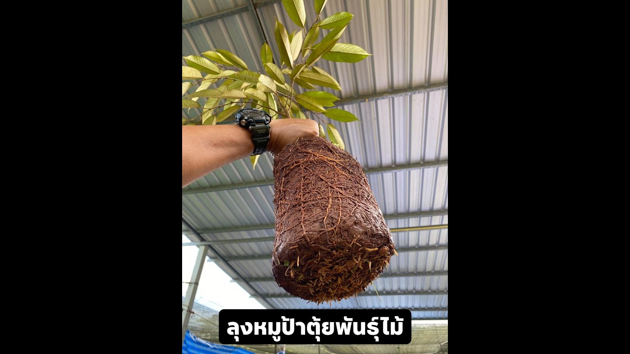เปลี่ยนถุง ต้นพันธุ์ทุเรียนหมอนทอง | ลุงหมูป้าตุ้ยพันธุ์ไม้