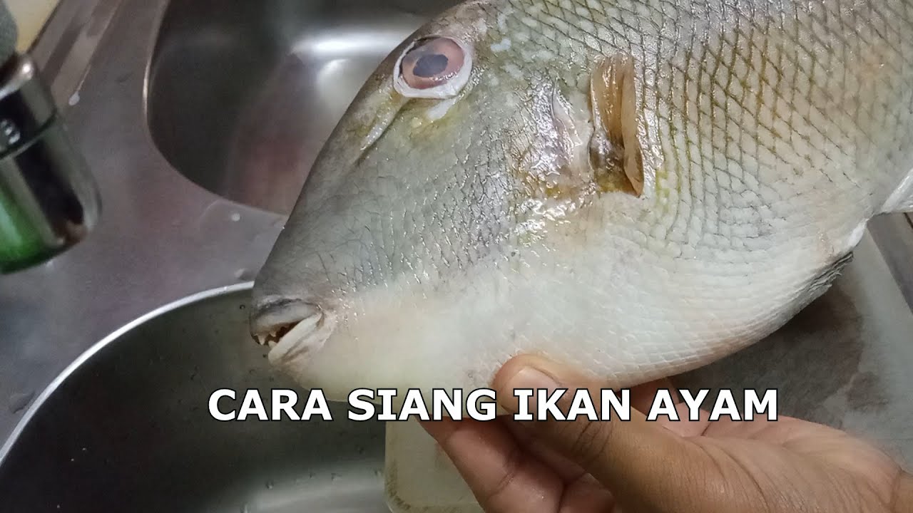 CARA SIANG IKAN AYAM | Ikan Jebon