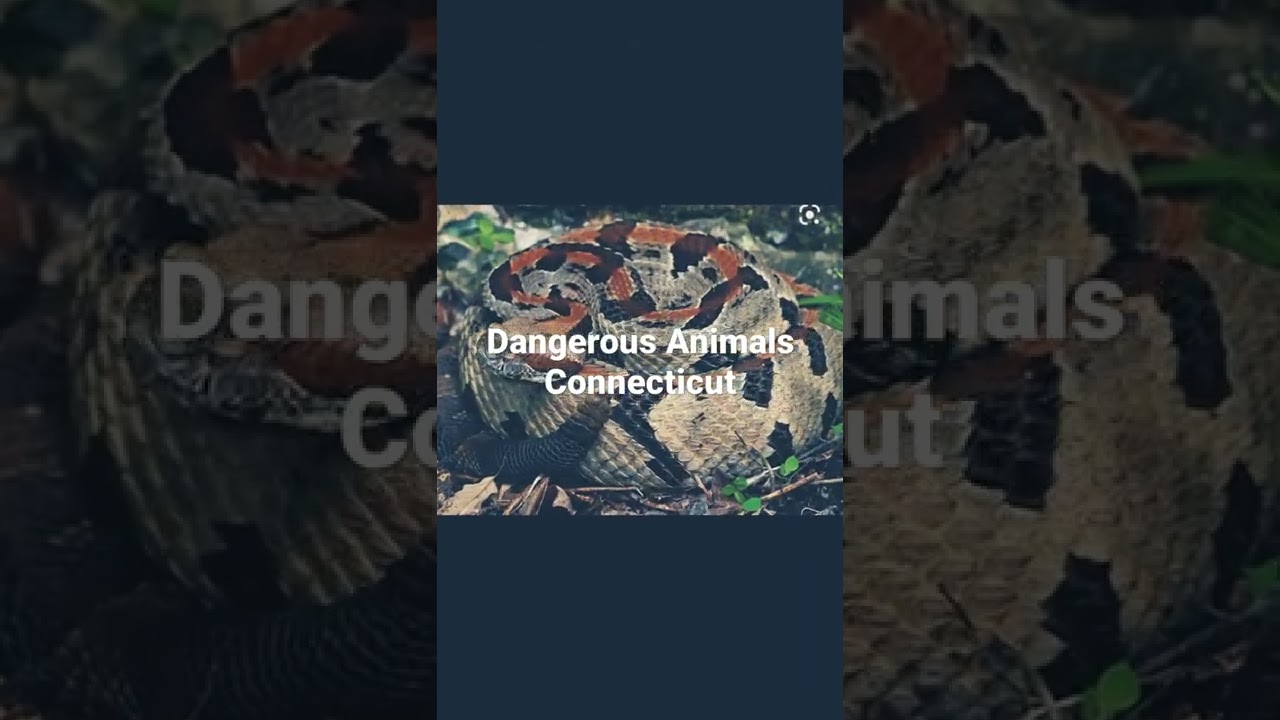 dangerous animals in Connecticut