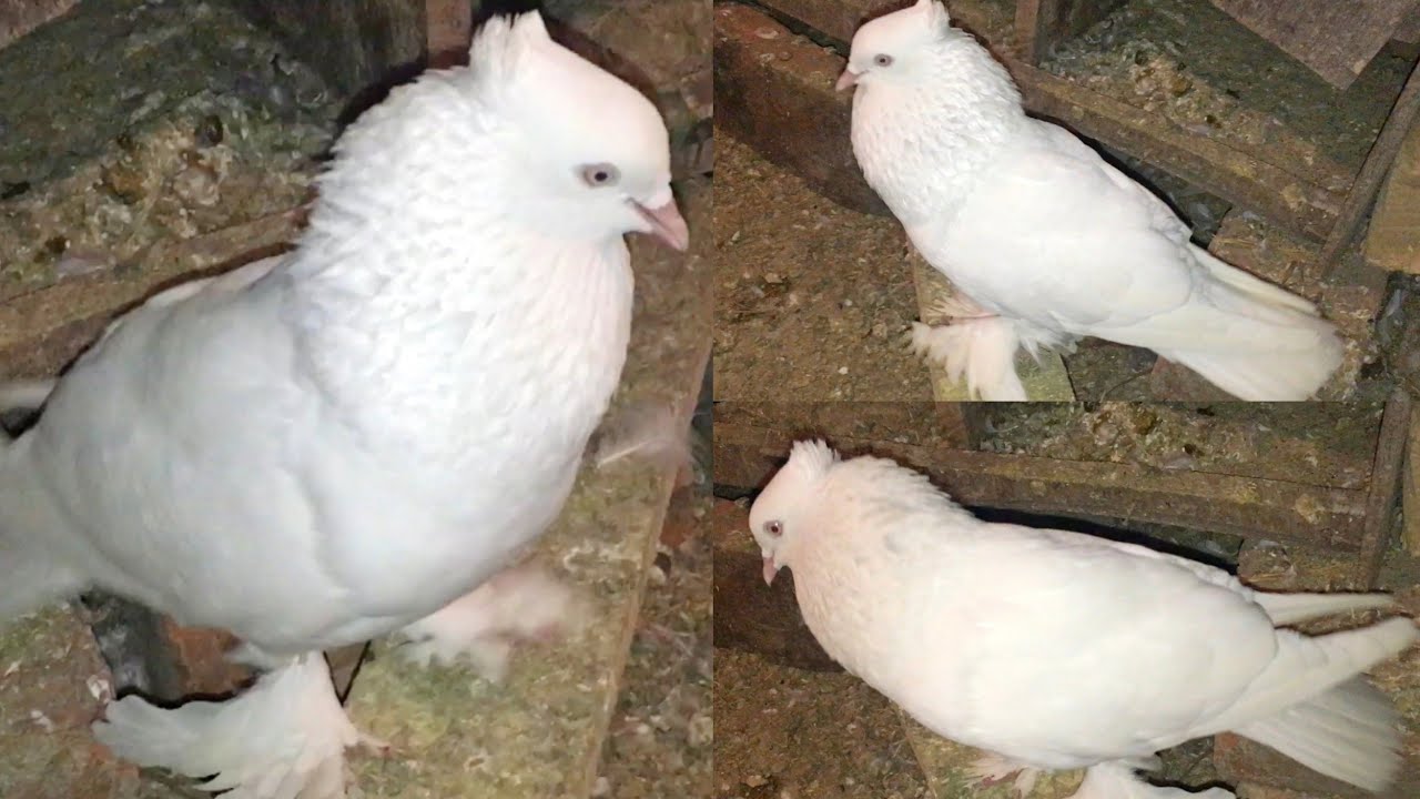 Male pigeon sound impressive female pigeon | Male pigeon super performance | Pigeon sound