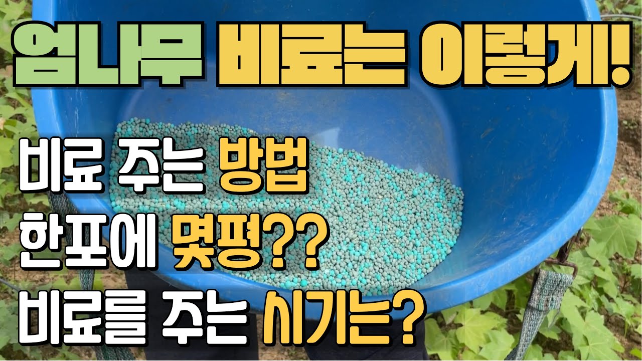 엄나무 비료 시비? 이렇게만 하시면 됩니다.