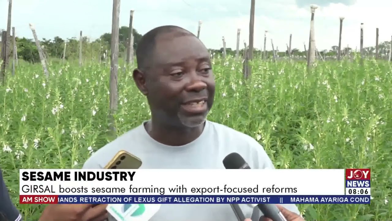 Sesame Industry: GIRSAL boosts sesame farming with export-focused reforms | AM Business