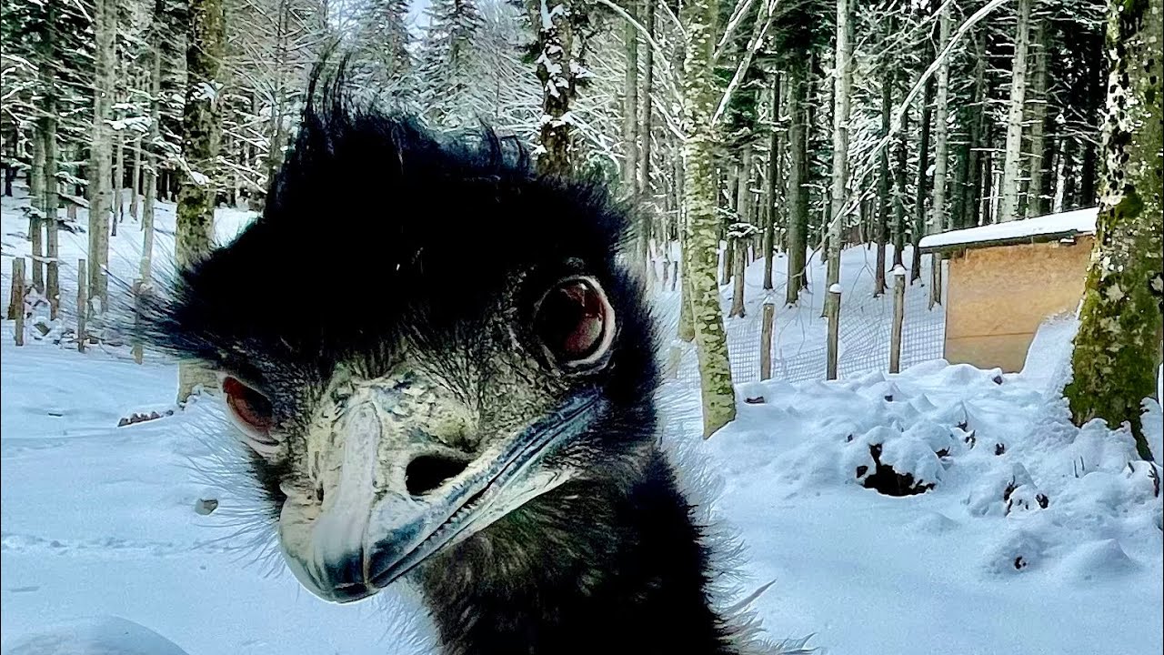 Spettacolare, LE PIANE DI MOCOGNO , Dal Drone!!! 🚀 Appennino Tosco Emiliano più Speciale Animali
