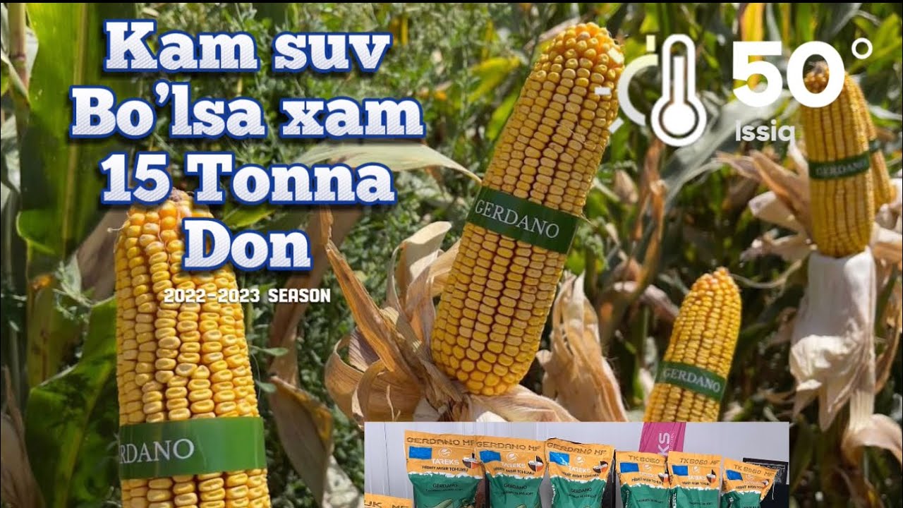Tareks Makkajo’xori uruglari  2024 kam suv ichadi