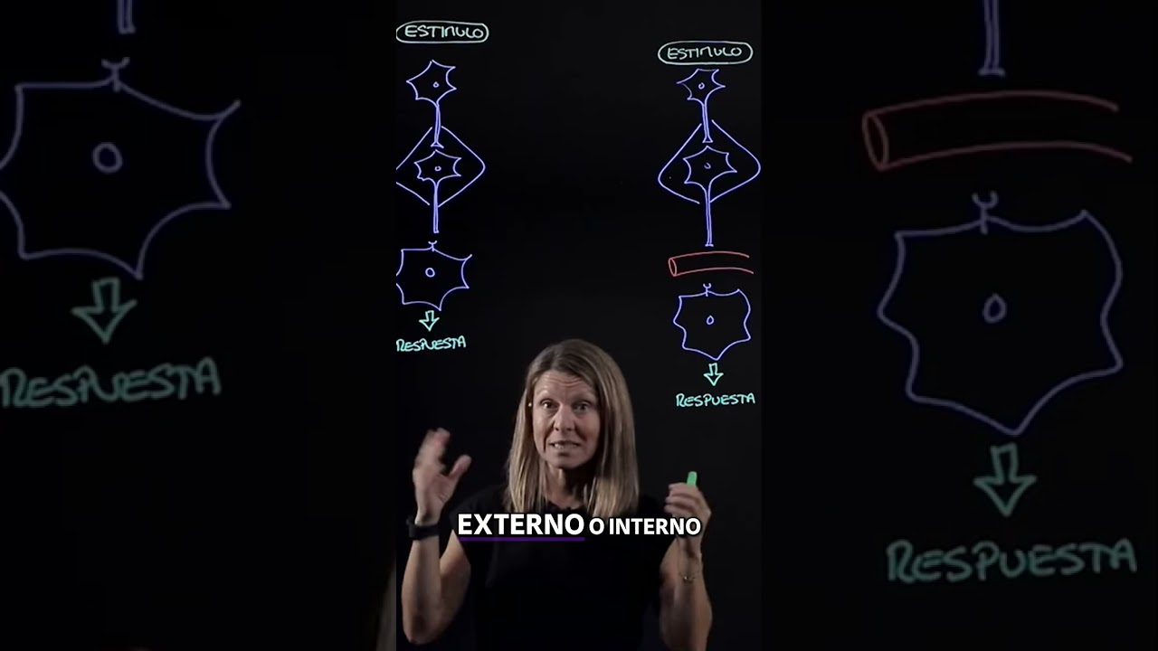 Respuestas del Cuerpo: Est&iacute;mulos y el Medio Interno #shorts
