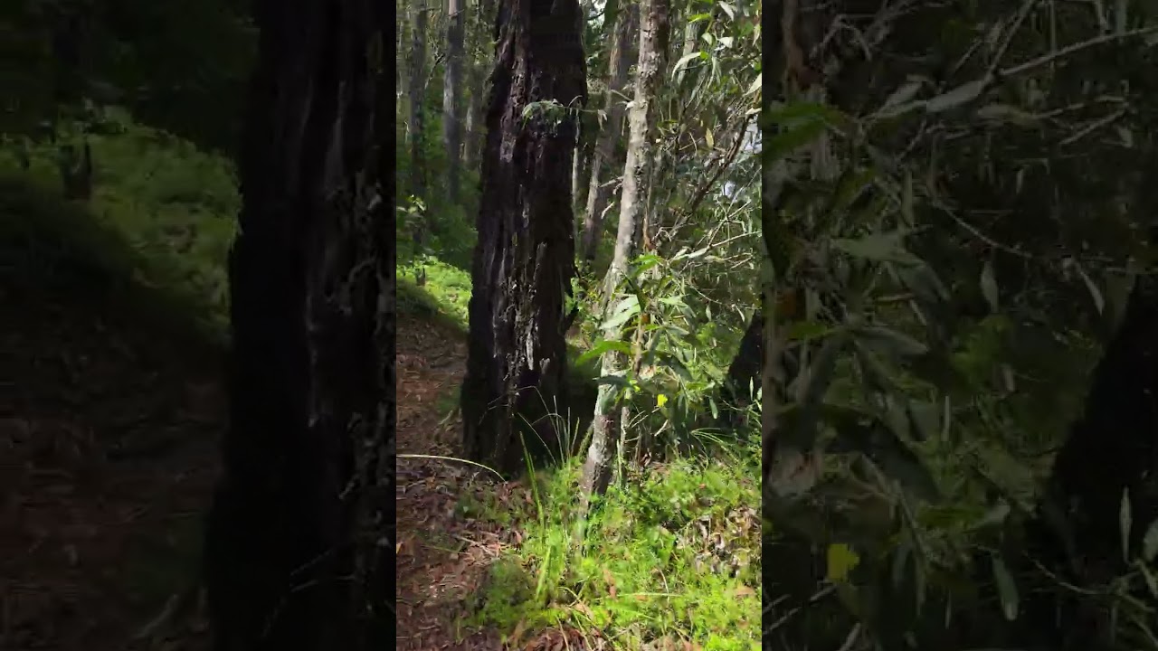 4K, Coochiemudlo Island, Greater Brisbane, Compilation, Mangrove Track Walk
