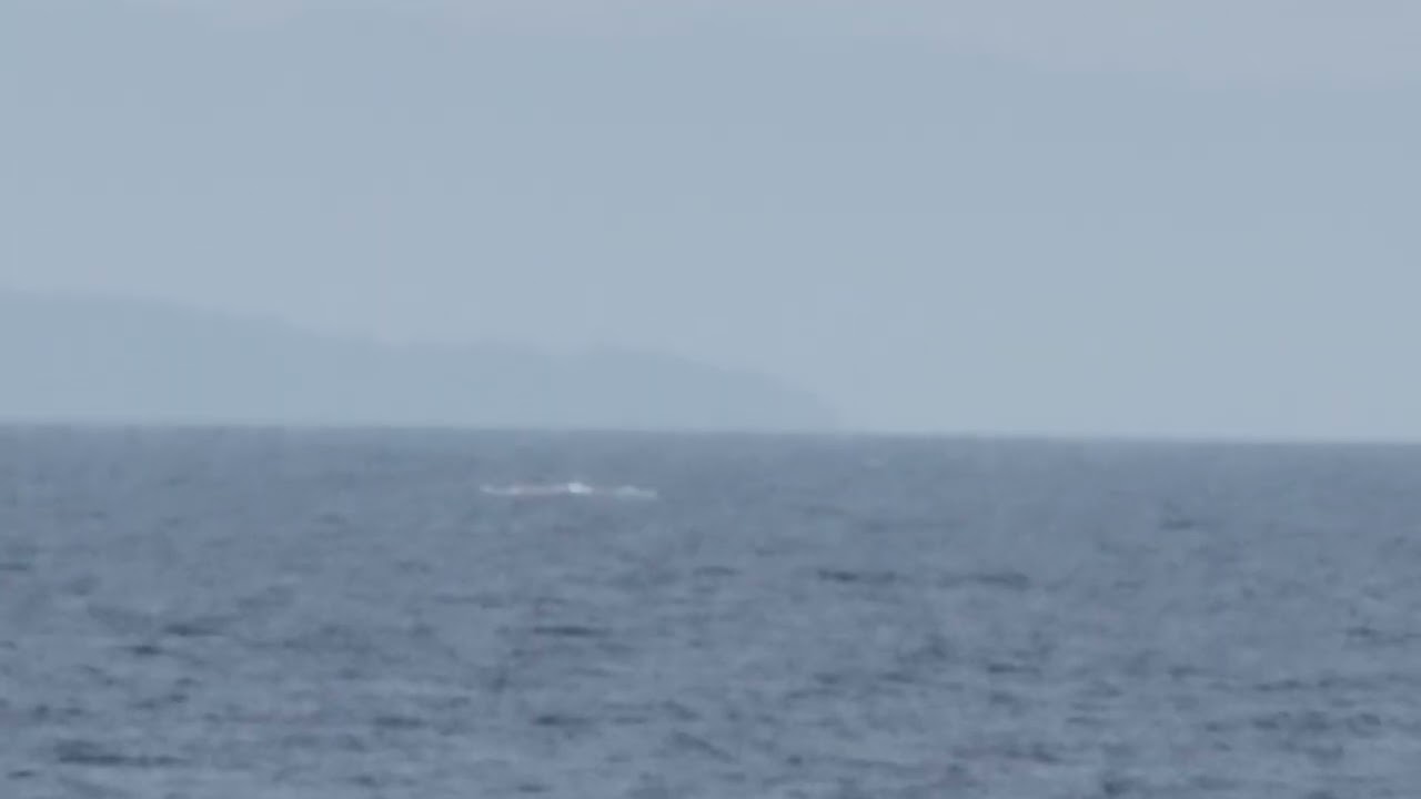 ORCAS. Transients and J pod. Nanaimo District. February 8th, 2026.