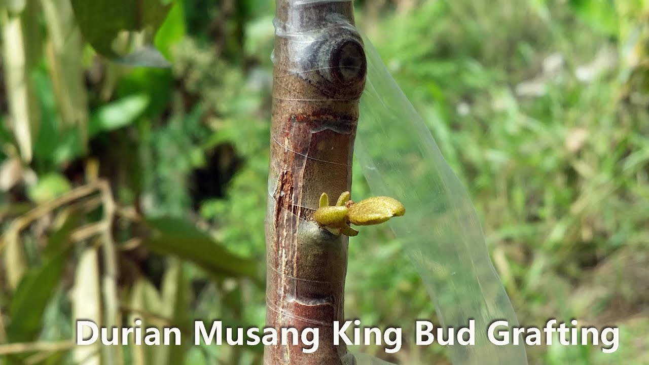 Durian Bud Grafting 马来西亚榴莲芽眼嫁接