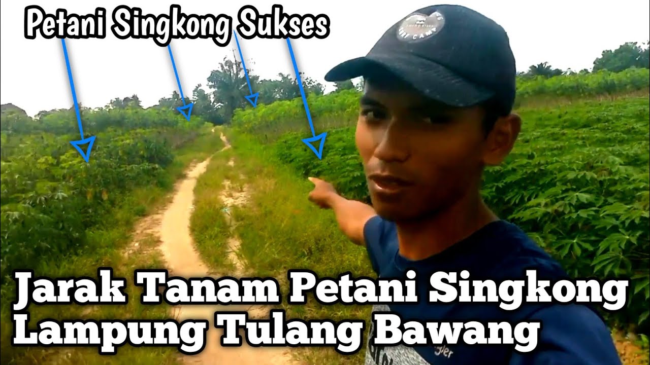 Ini Dia Jarak Tanaman Singkong Petani Sukses Lampung Tulang Bawang! Jarak Menanam Singkong
