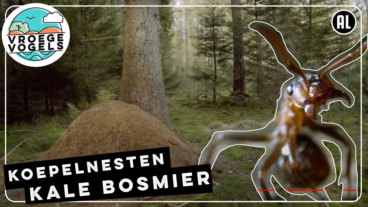 Kale bosmieren tussen de naaldbomen   | TV | Vroege Vogels